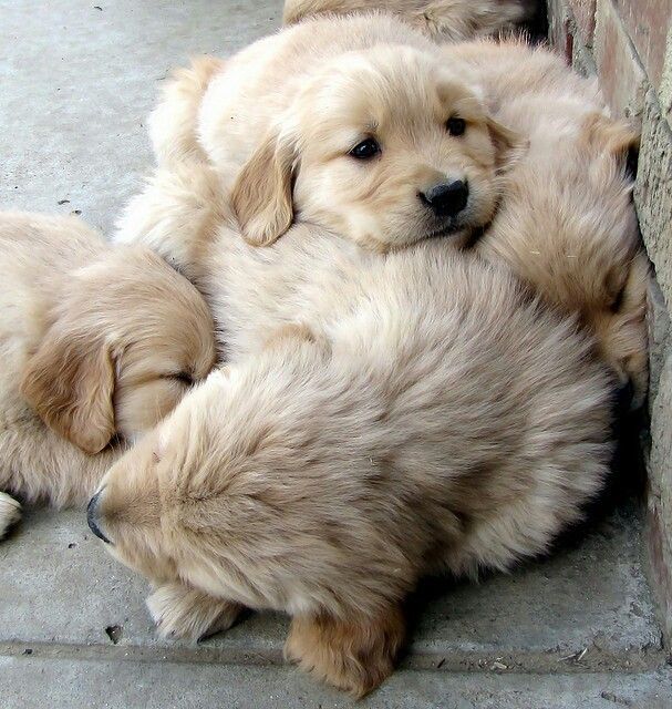 A fluffy pile of golden retriever puppies~