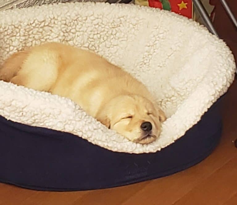 A Golden Retriever Puppys First Day Home: A 24 Hour Survival Guide ...