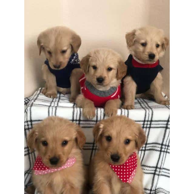 A litter of gorgeous pure bred Golden retriever puppies in Phoenix ...