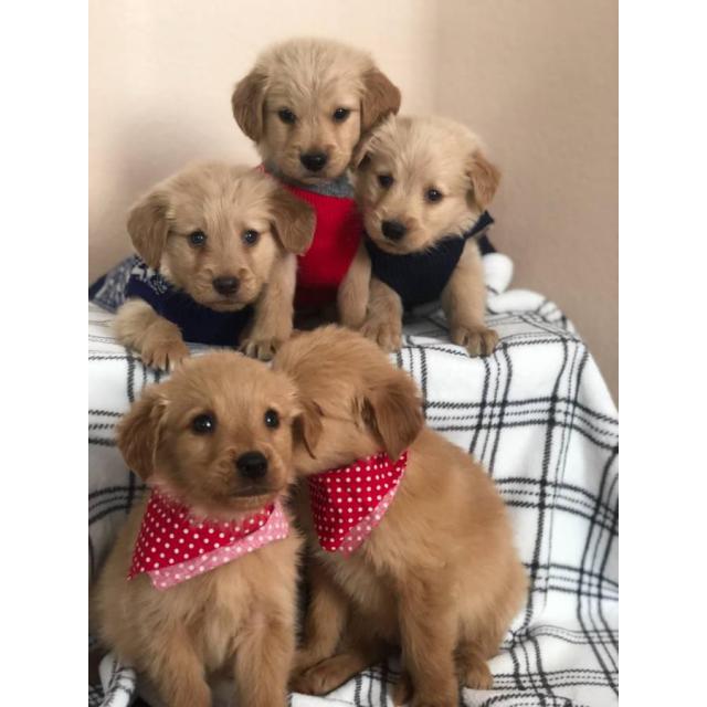 A litter of gorgeous pure bred Golden retriever puppies in ...