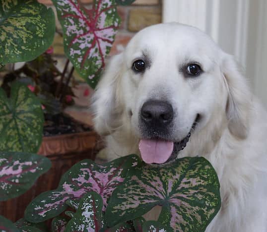 ABOUT ENGLISH CREAM GOLDENS