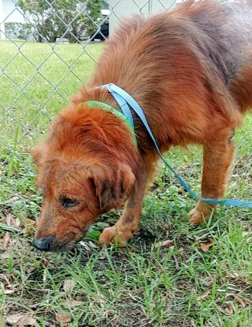 Adopt a Dog from Golden Retriever Rescue SW Florida. Pet adoptions near ...