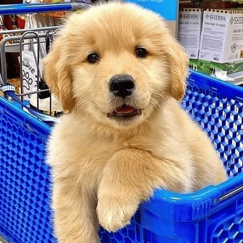 Adopt a Golden Retriever puppy near Los Angeles, CA