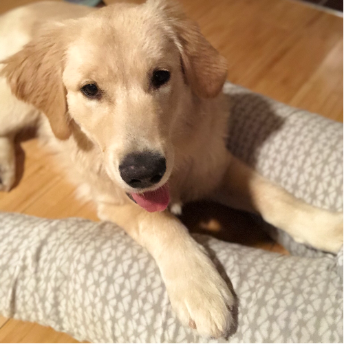 Adopt a Golden Retriever puppy near New York, NY