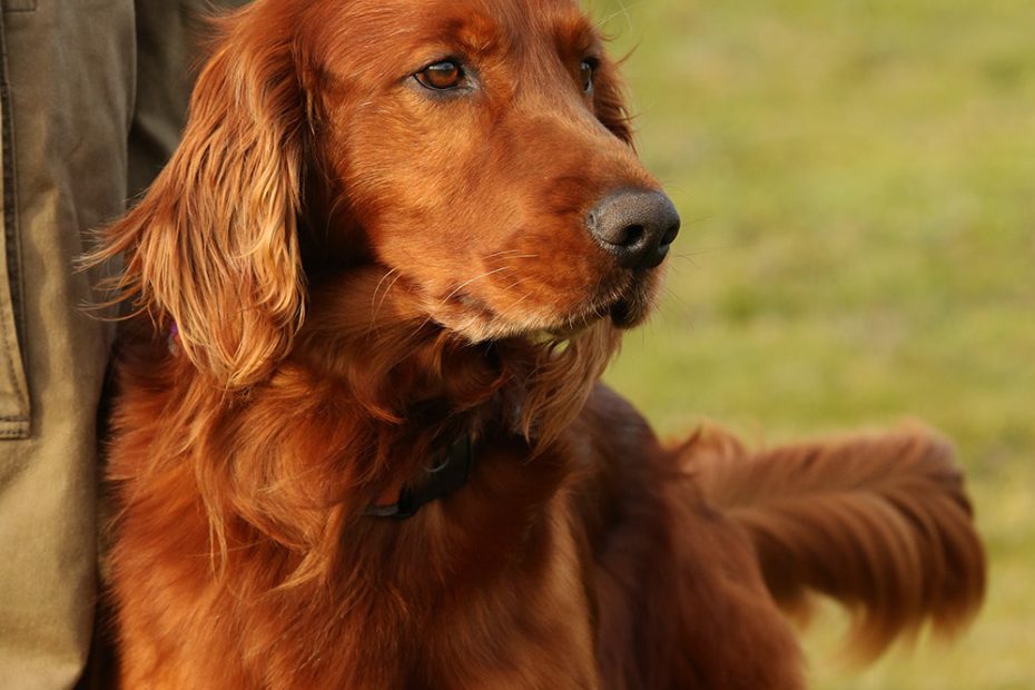 [ADOPTED] Charlie  5 Year Old Irish Setter/Golden ...