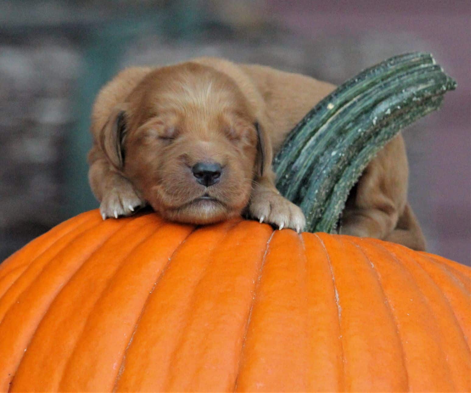 Adorable dark red AKC Golden Retriever puppy welcoming fall at Windy ...