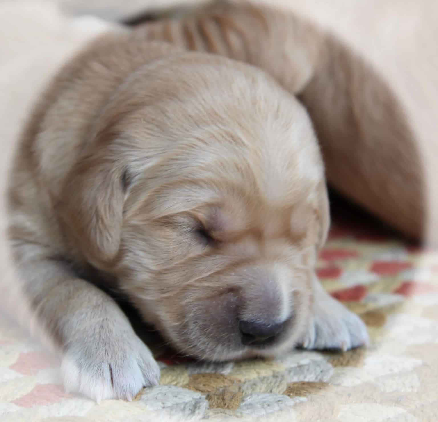 Adorable face of family bred Golden Retriever puppy for sale in New ...