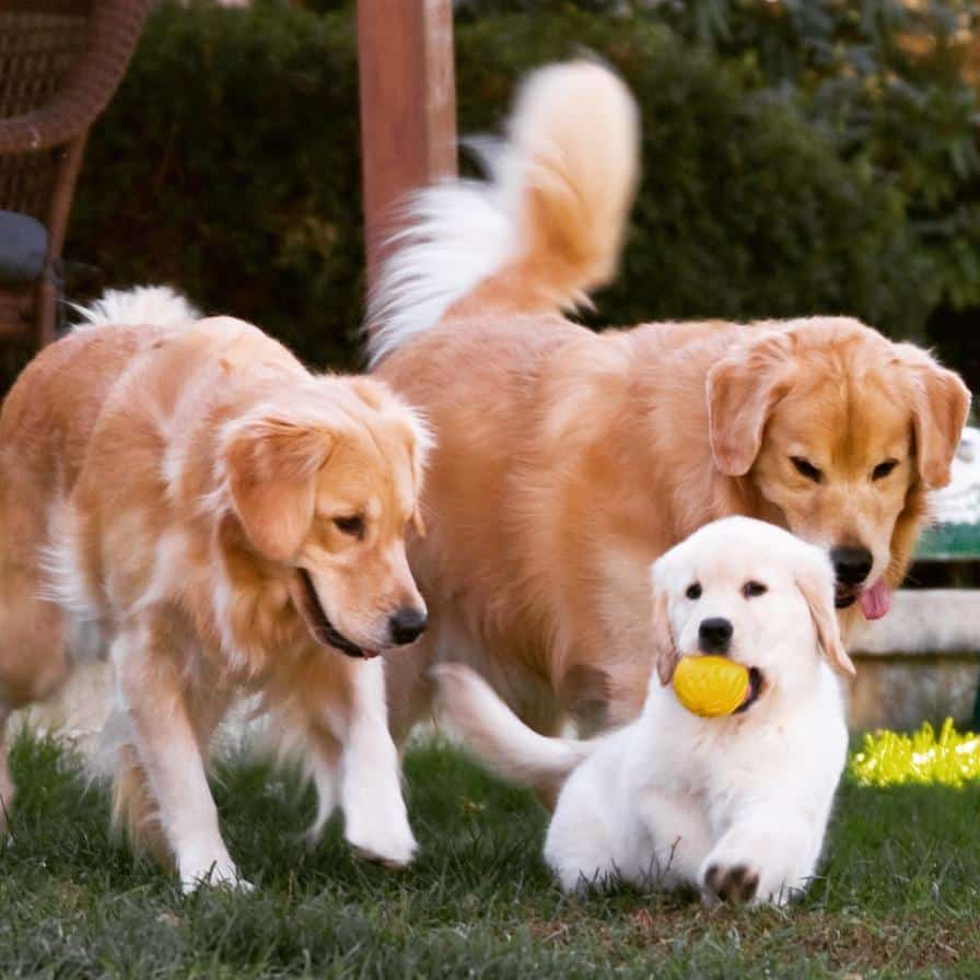 Adorable Golden Retriever Puppies For Sale Near Me Cheap