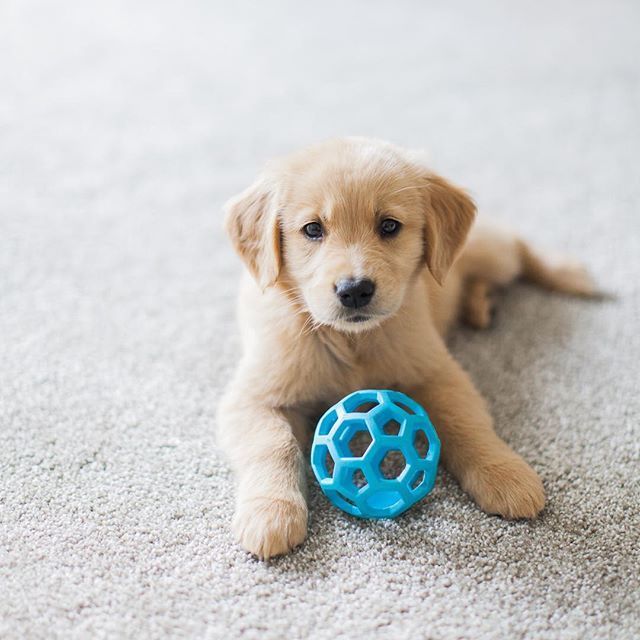 Adorable golden retriever puppy just 8 weeks old and her first day in ...