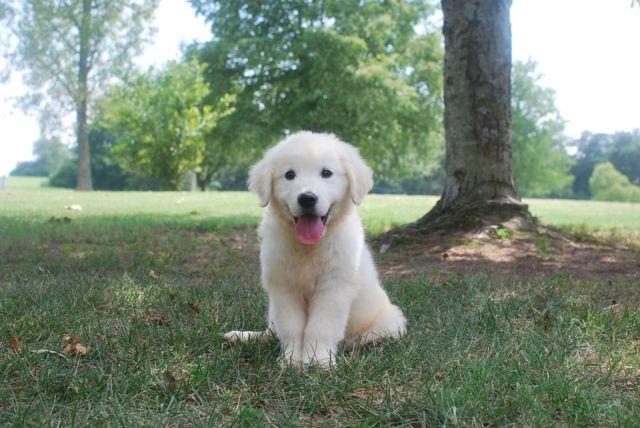AKC ENGLISH CREAM GOLDEN RETRIEVER for Sale in Fort Payne ...
