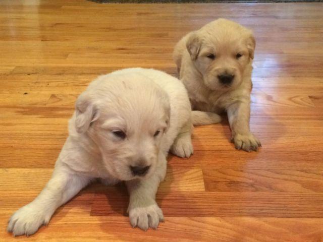 AKC English Creme Golden Retriever Puppies for Sale in ...