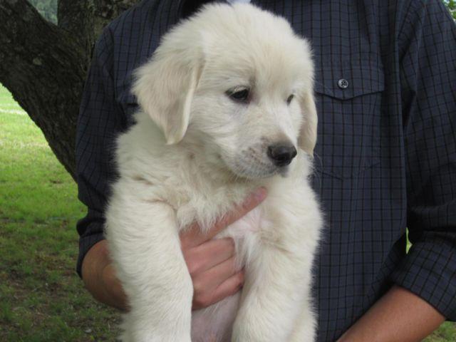 AKC English Golden Retriever Puppies! for Sale in ...