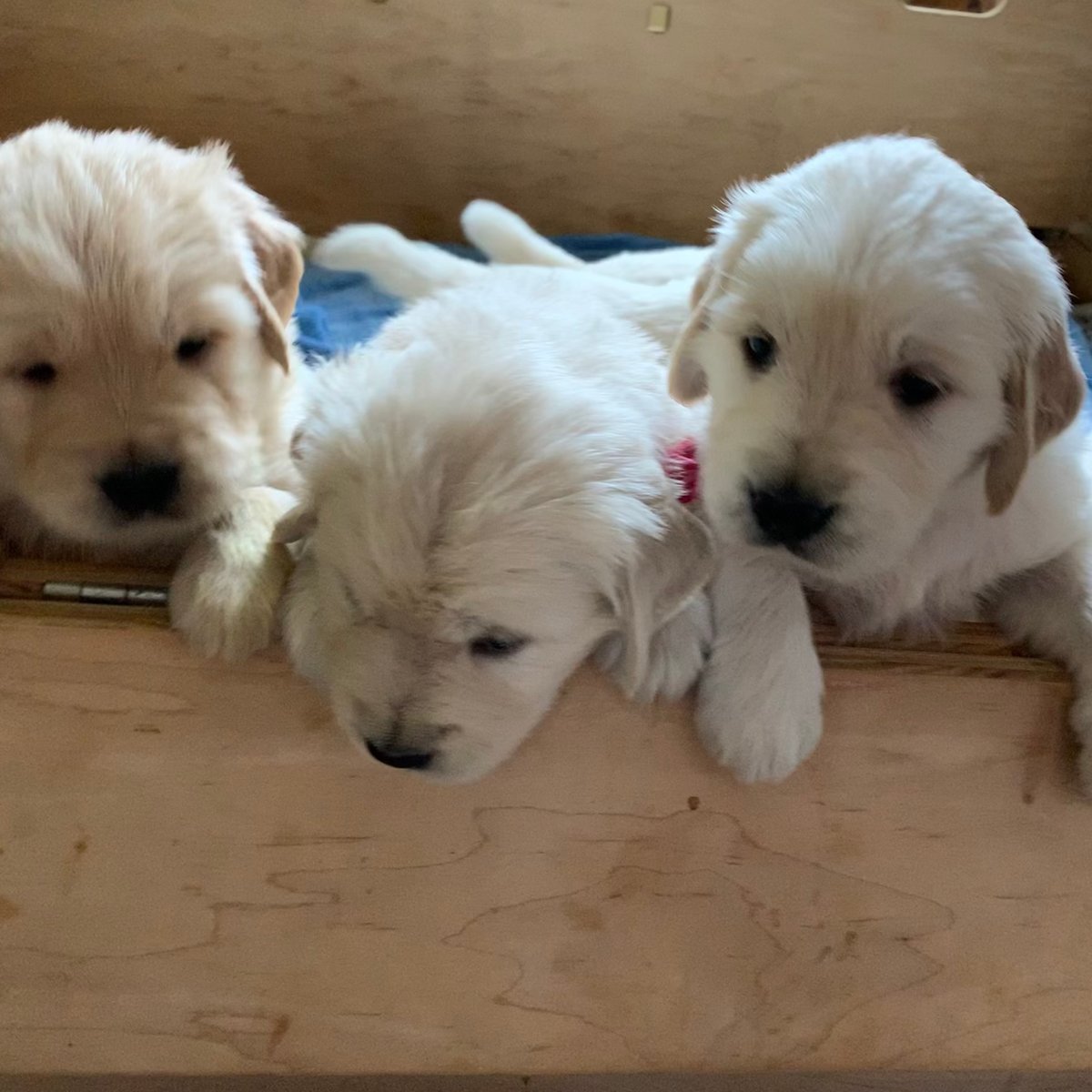 Akc Golden Retriever 1/2 Am. 1/2 English Cream For 2022! Not Now in ...