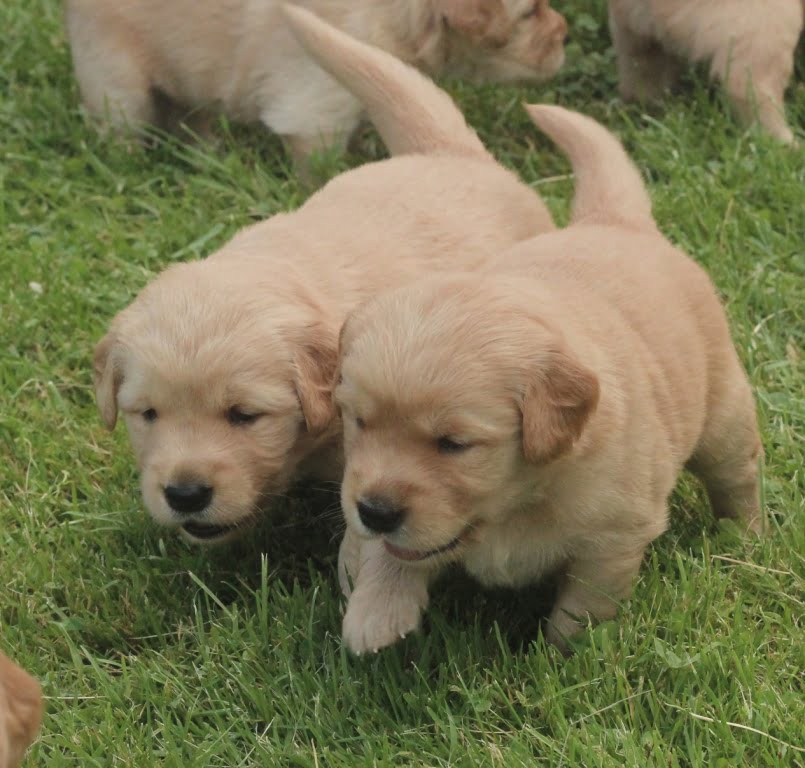 AKC Golden Retriever breeders in New England have puppies who love to ...