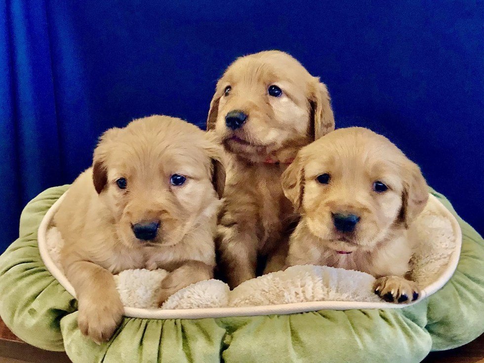 AKC Golden Retriever puppies (5 weeks old)!  River Goldens