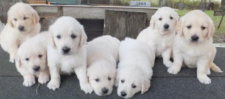 AKC Golden Retriever Puppies for Sale
