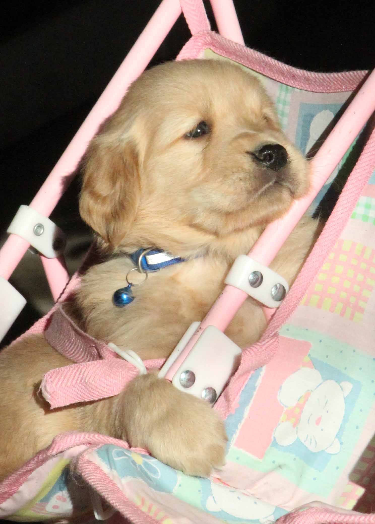 AKC Golden Retrievers available for adoption in New ...