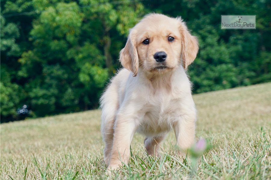 Akc Lexi: Golden Retriever puppy for sale near Fort Wayne, Indiana ...
