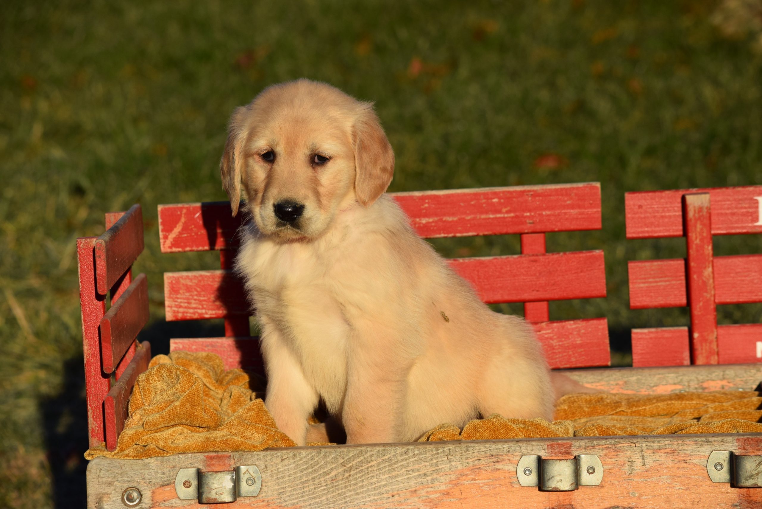 AKC Registered Golden Retriever Puppy For Sale Female ...