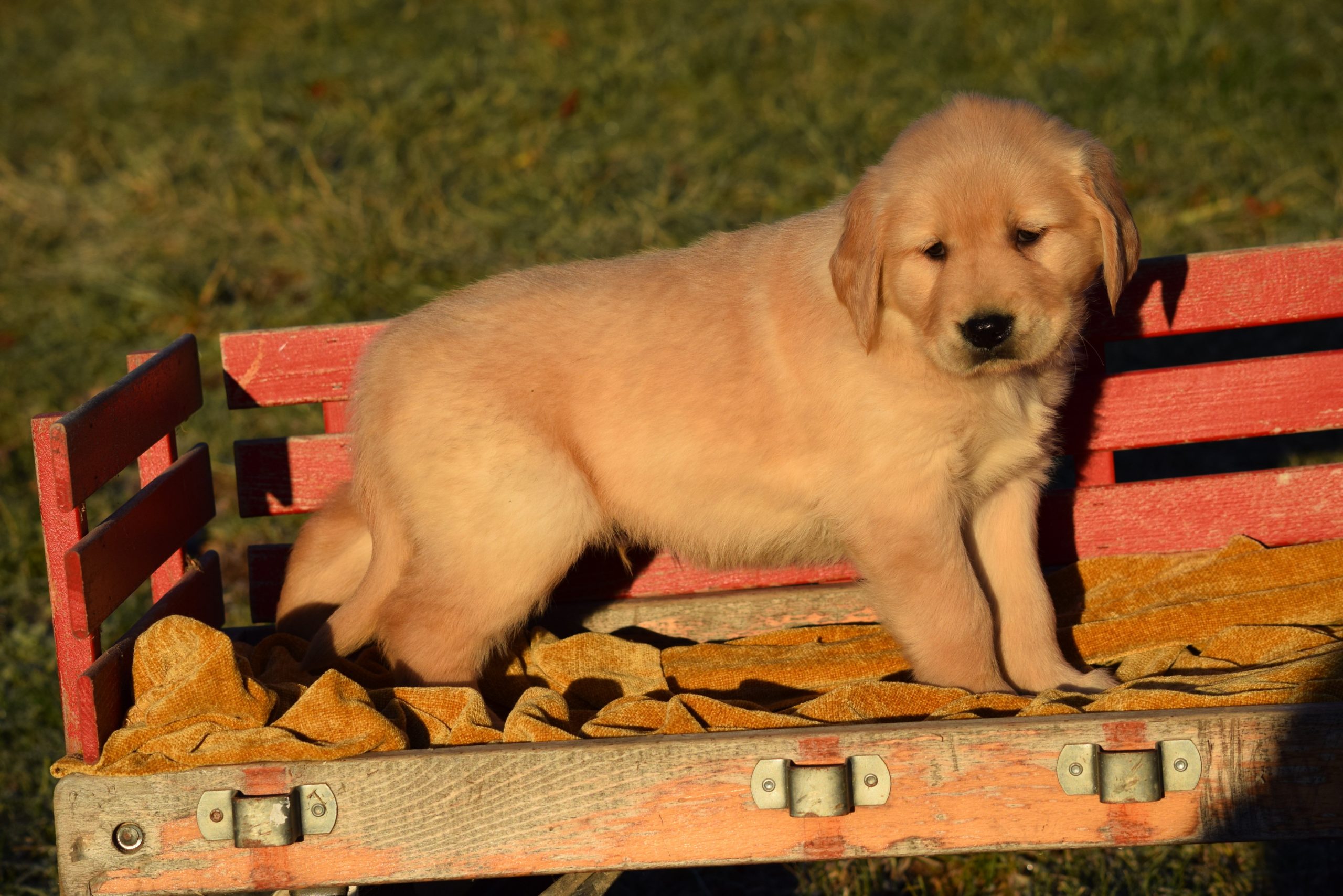AKC Registered Golden Retriever Puppy For Sale Male Tommy ...