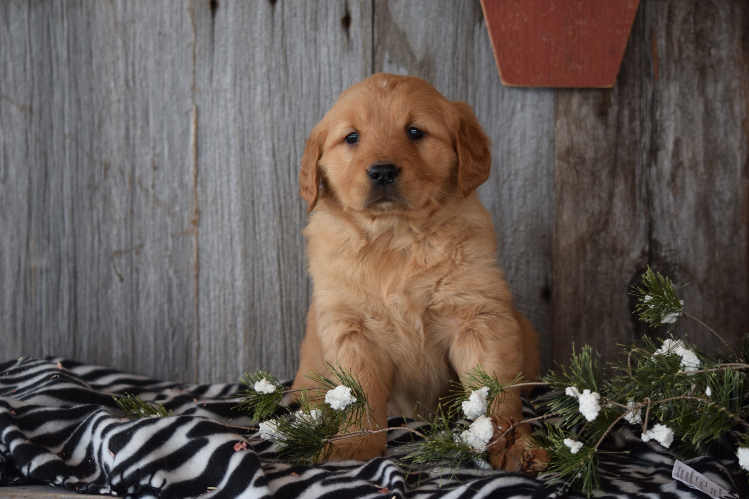 Akc Registered Golden Retriever Puppy For Sale Sugarcreek Ohio Female ...