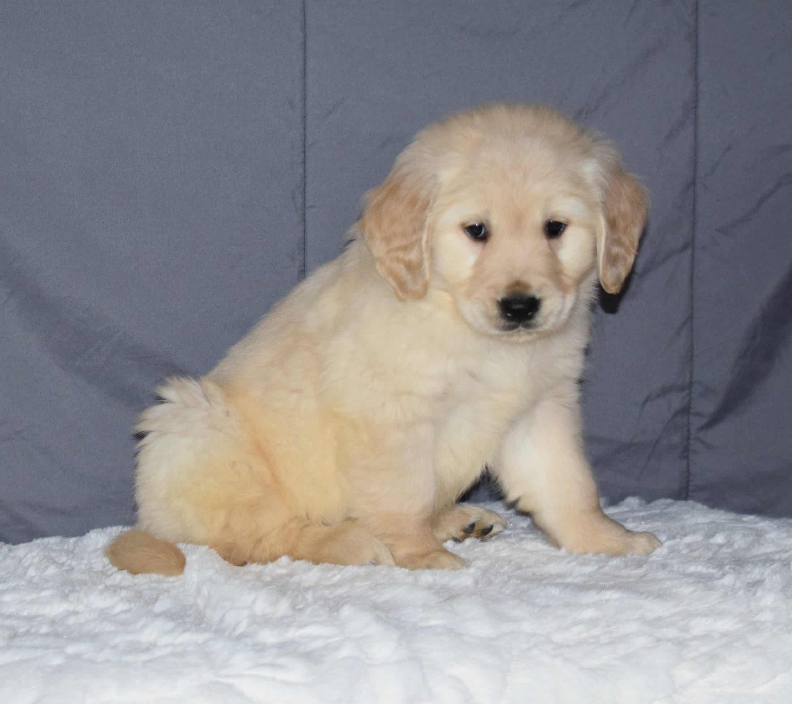 Akc Registered Golden Retriever Puppy For Sale Sugarcreek Ohio Male Bu ...