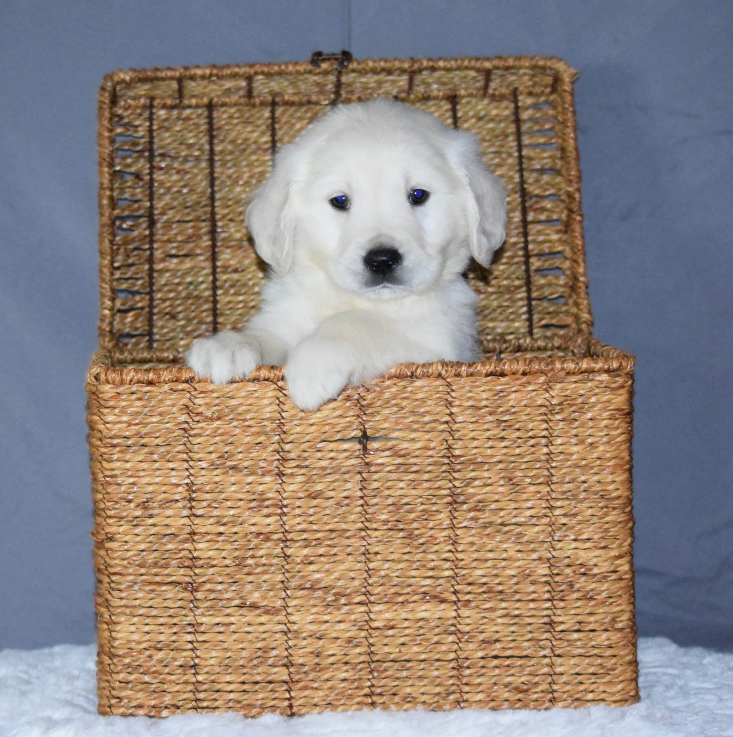 Akc Registered Golden Retriever Puppy For Sale Sugarcreek Ohio Male Ch ...