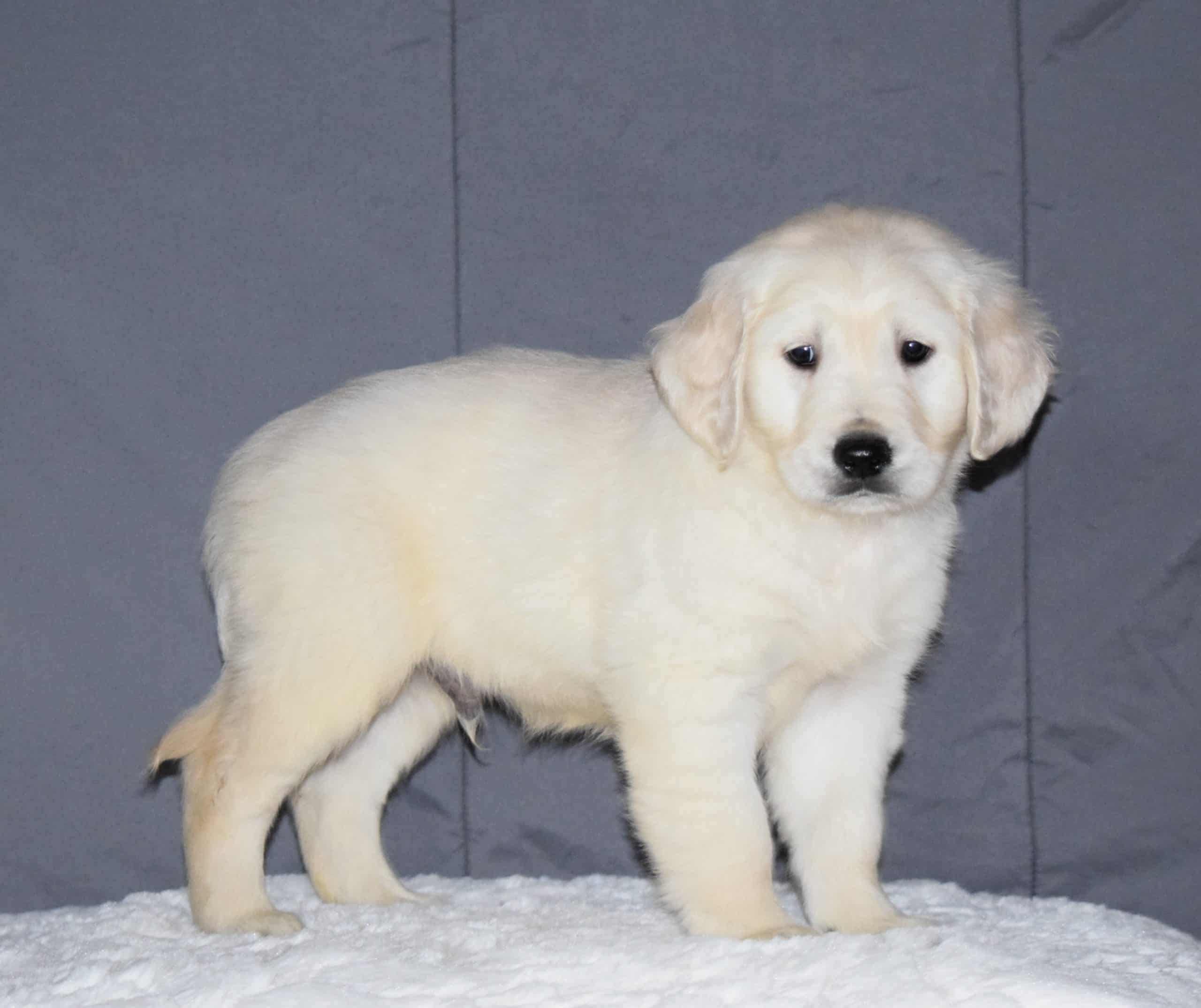 Akc Registered Golden Retriever Puppy For Sale Sugarcreek Ohio Male To ...