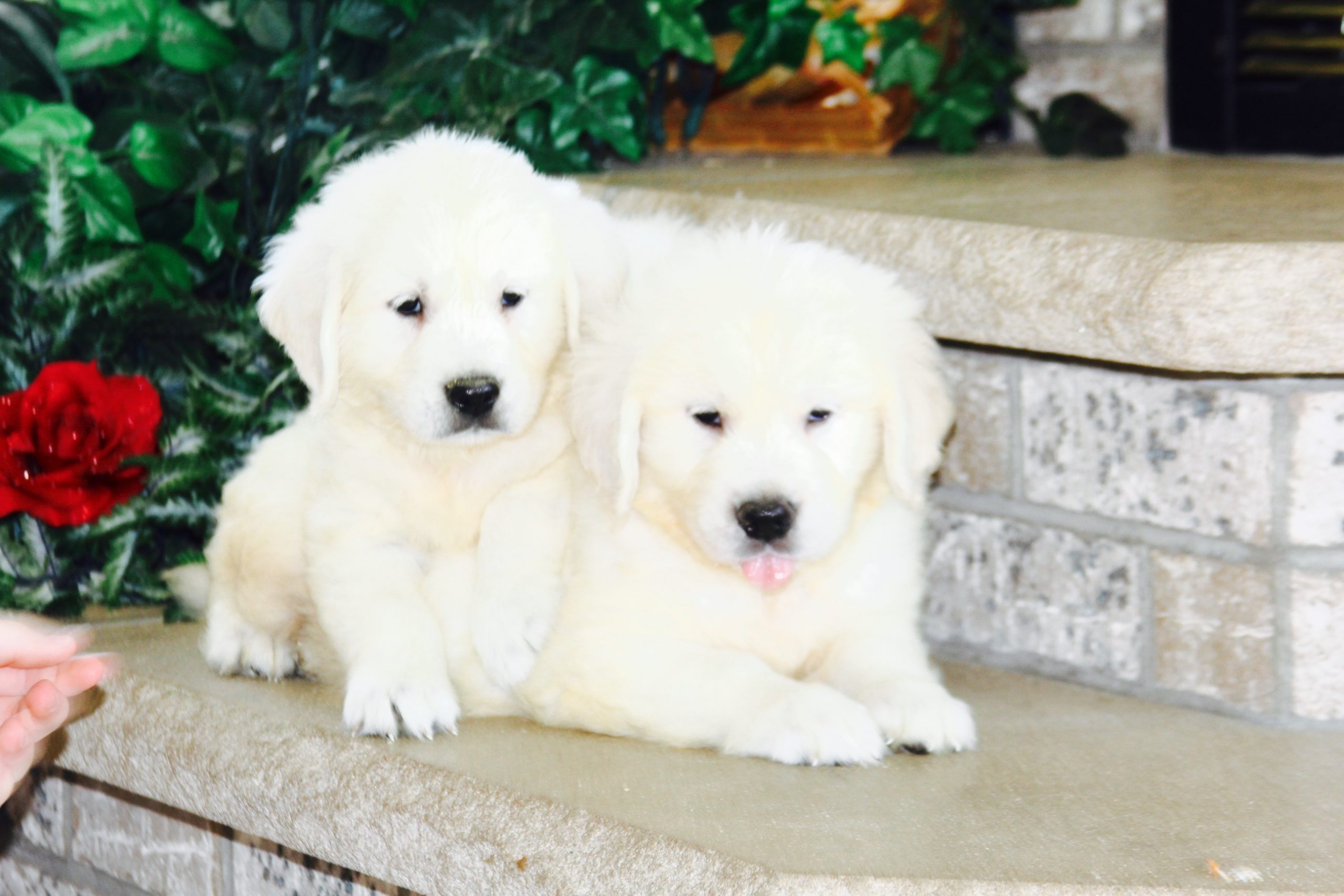 AKC White &  English Creme Golden Retriever Puppies ...