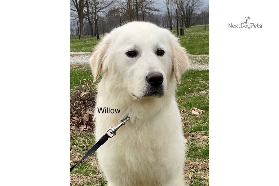 Akc Willow: English Golden Retriever puppy for sale near ...