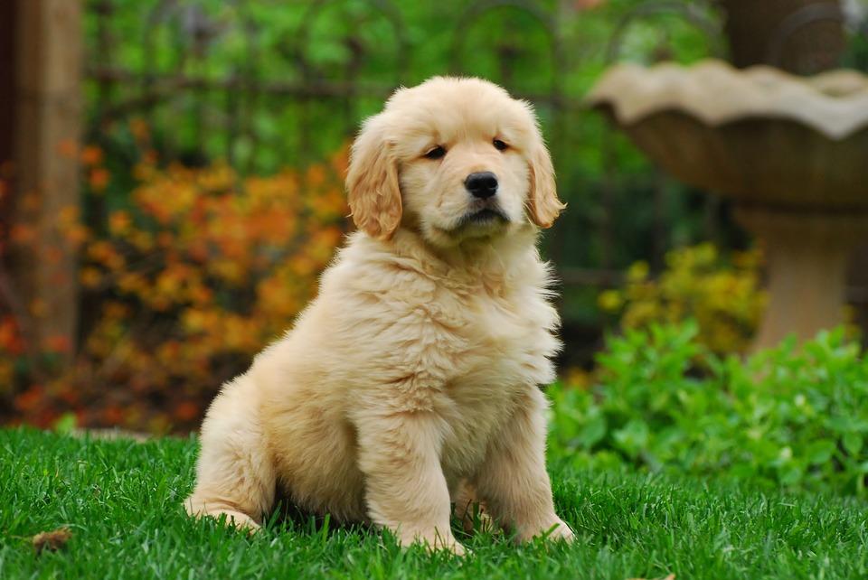 All You Need to Know About Golden Retriever Puppies