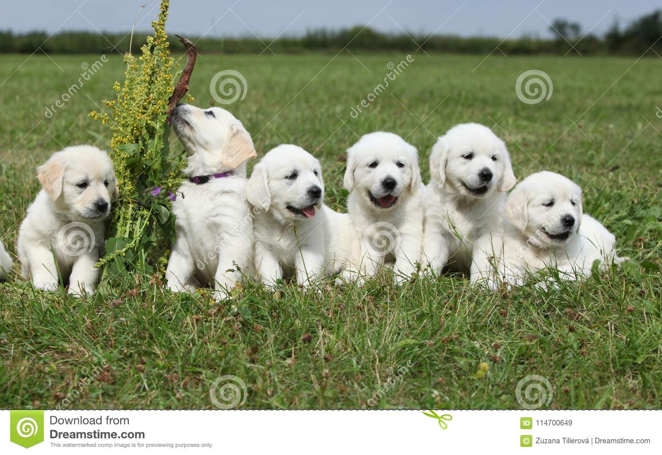 Amazing Group Of Golden Retriever Puppies Stock Image ...