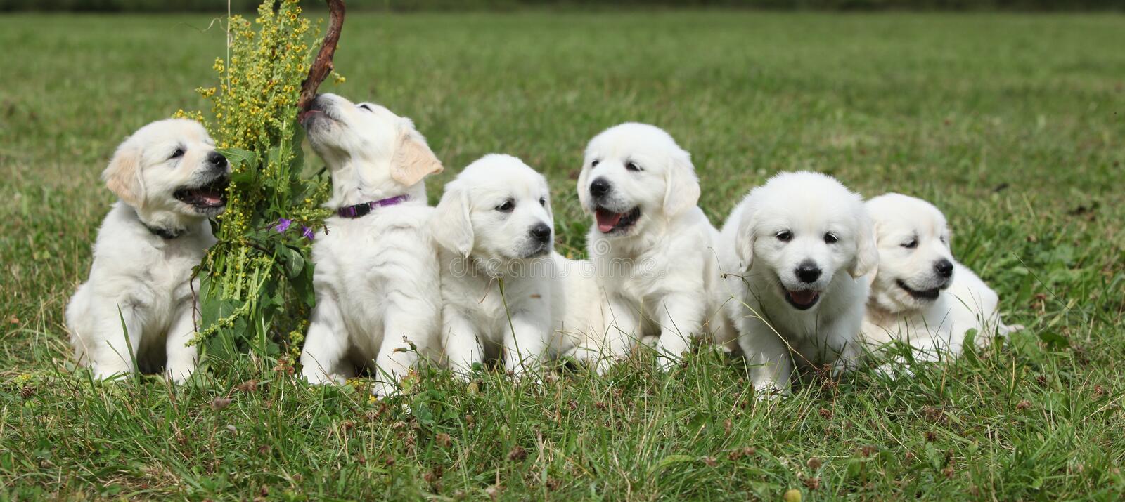 Amazing Group Of Golden Retriever Puppies Stock Photo ...