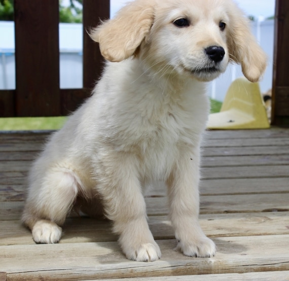 Amber, a English Cream Female Golden Retriever Puppy 593819