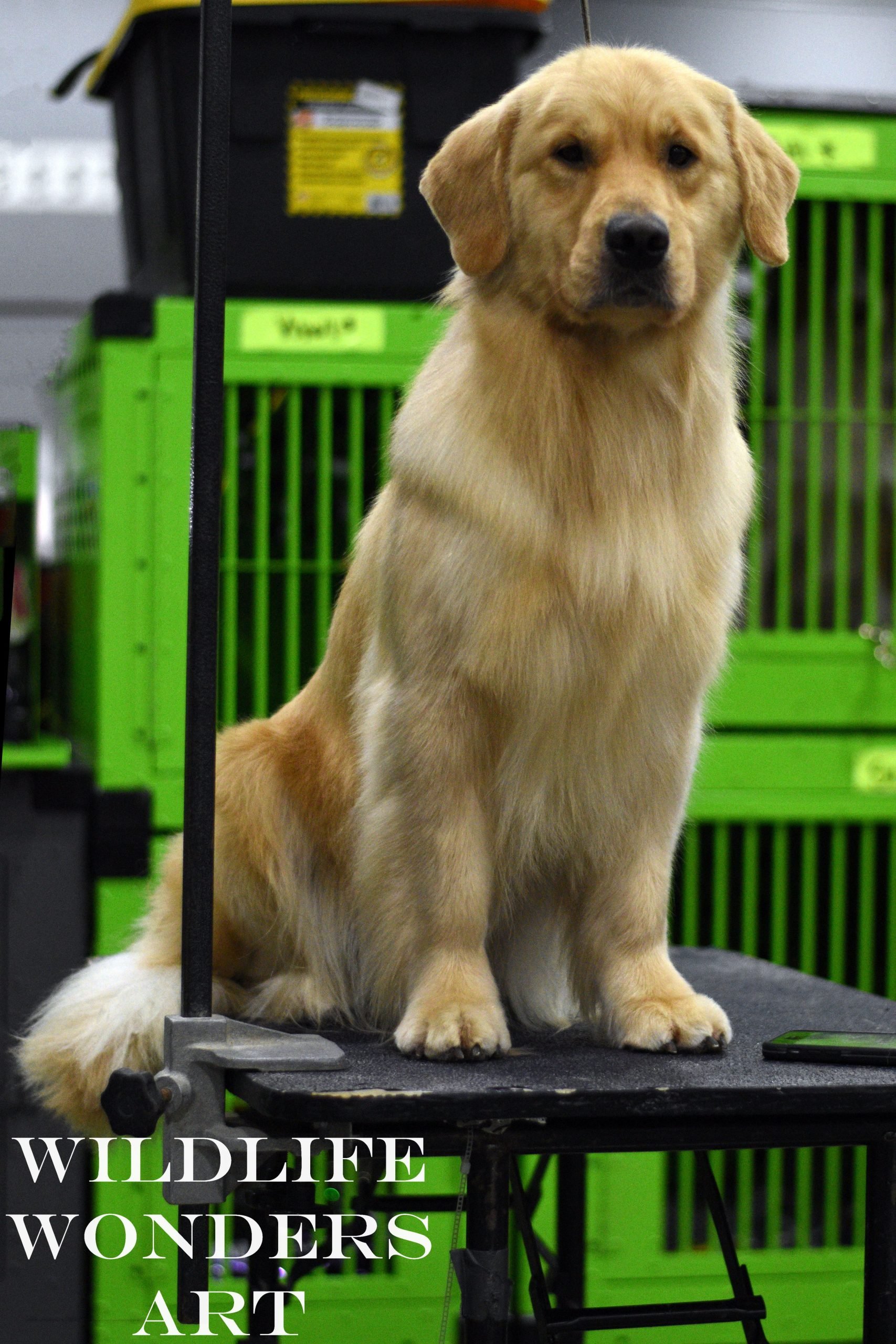 American Kennel Club Dog yellow golden retriever dog