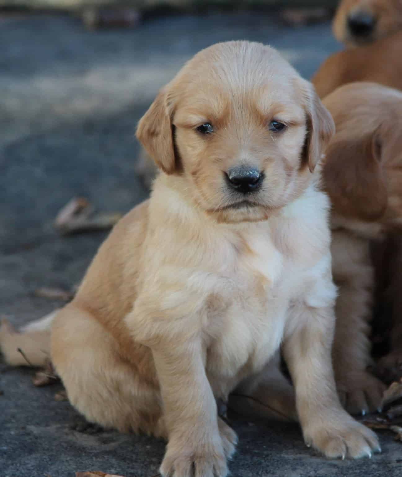 An adorable face of a family raised New England bred AKC Golden ...