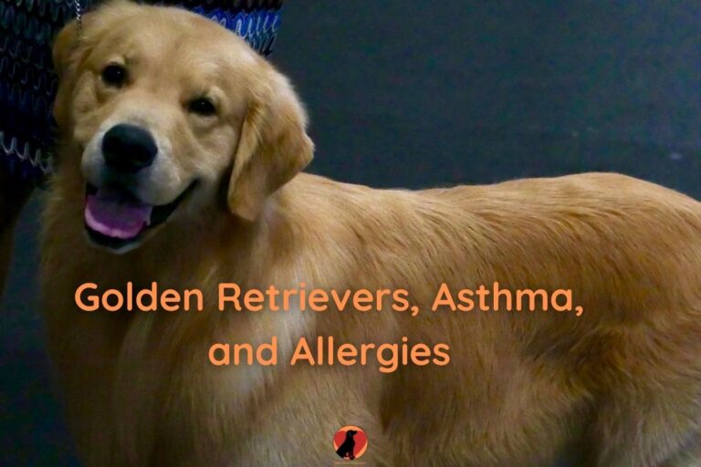 Are Golden Retrievers Bad for Asthma and Allergies? How to ...