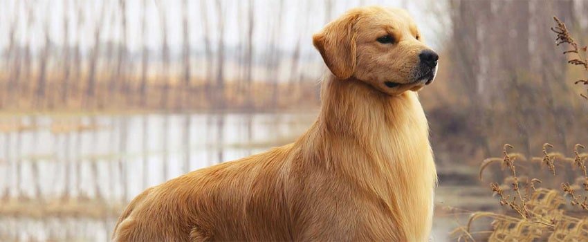 Are Golden Retrievers Double Coated?