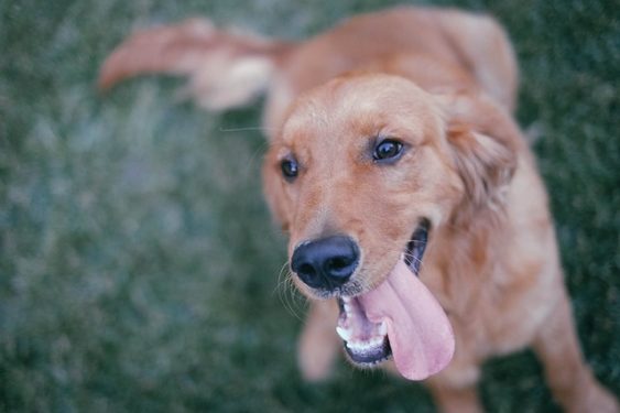 Are Golden Retrievers Easy to Potty Train?