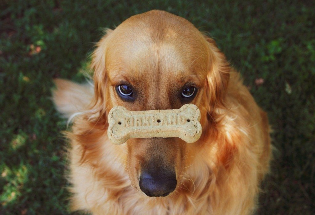 Are golden retrievers easy to train? 7 Must Have Training ...