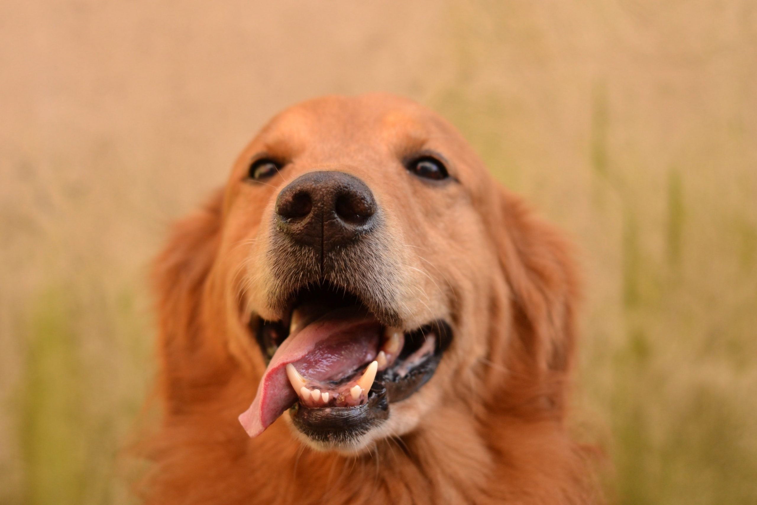 Are Golden Retrievers Easy to Train?
