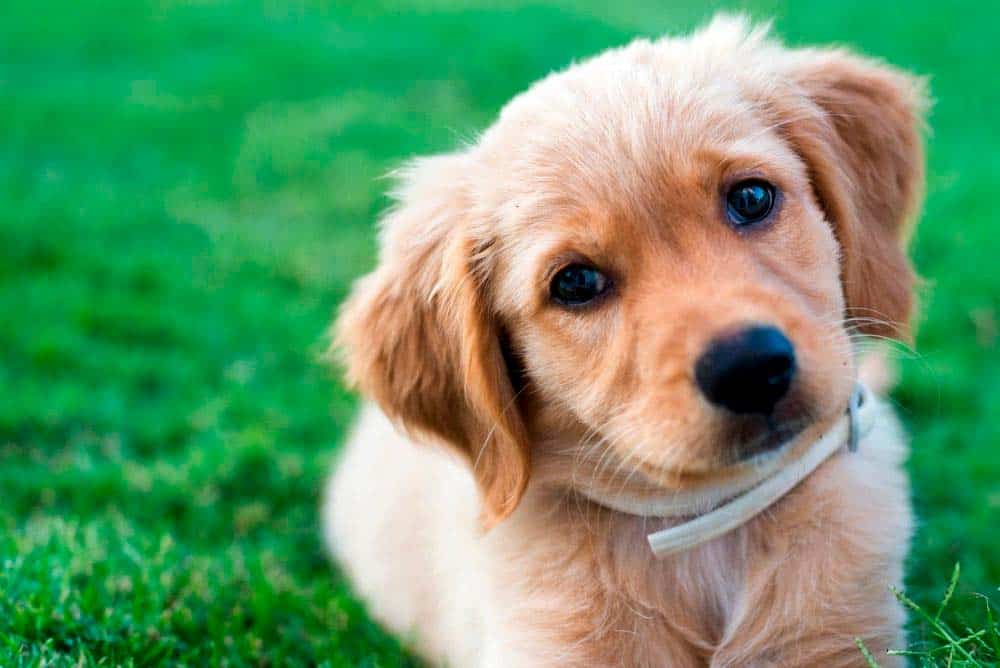 Are Golden Retrievers Expensive to Get and Care For ...
