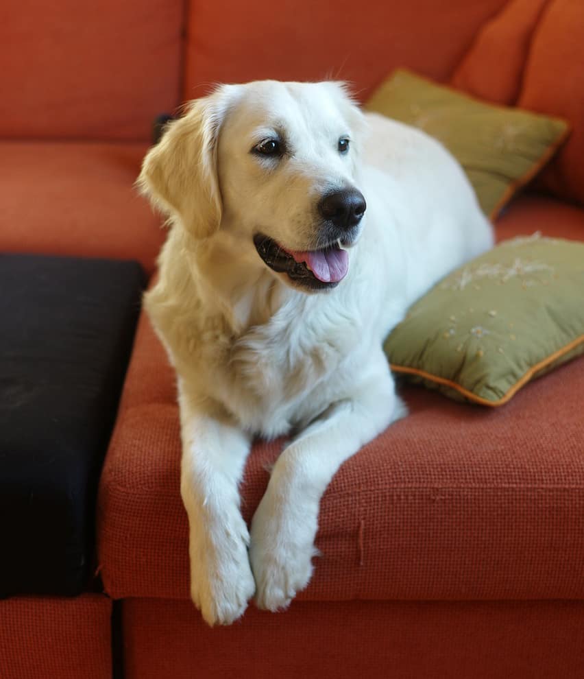 Are Golden Retrievers Good Apartment Dogs? (Surprising ...