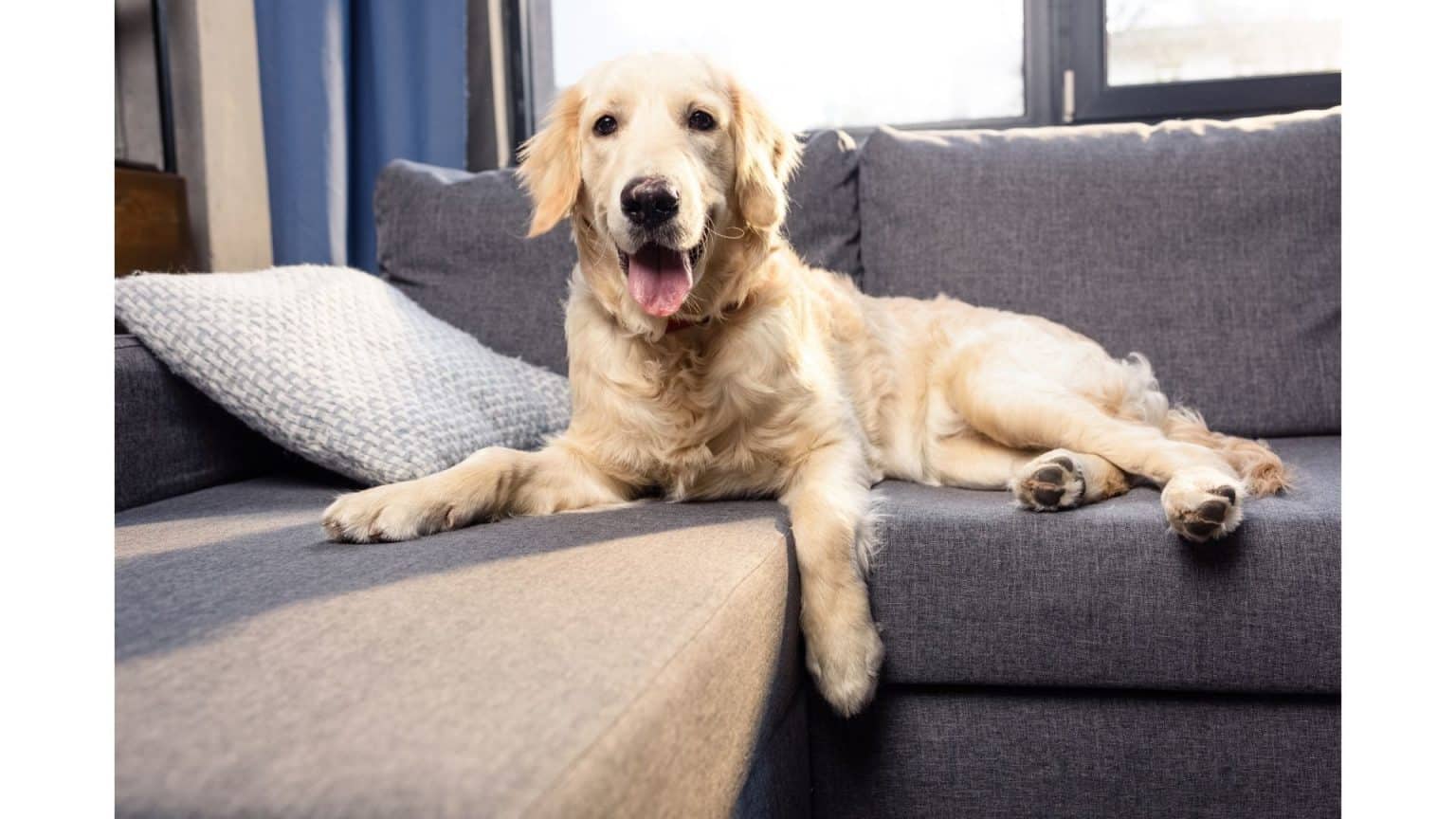Are Golden Retrievers Good Dogs For Apartments Or Small ...
