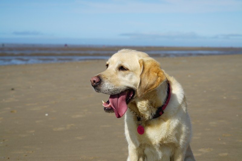 Are Golden Retrievers Good Family Dogs? What You Need To ...