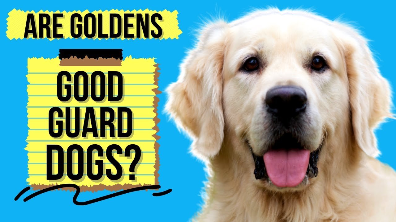 Are Golden Retrievers Good Guard Dogs? (Or Too Friendly ...