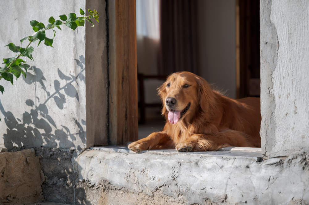 Are Golden Retrievers Good Guard Dogs? (+Training Tips)