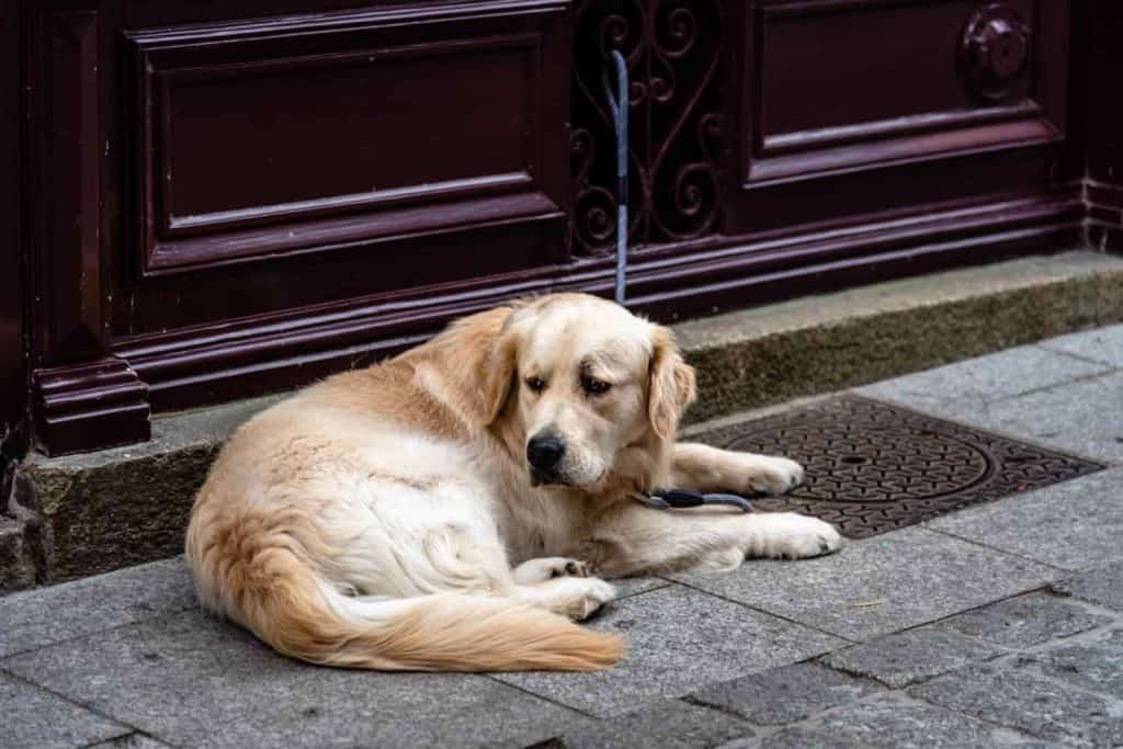 Are Golden Retrievers Good Guard Dogs? Will They Protect ...
