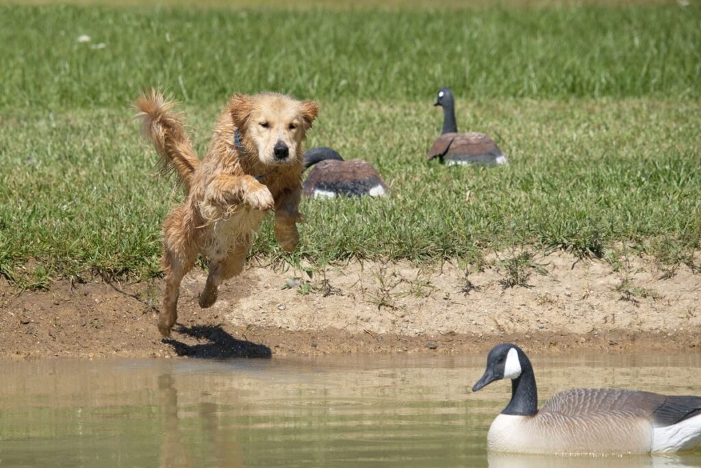 Are Golden Retrievers Good Hunting Dogs? How to Choose ...
