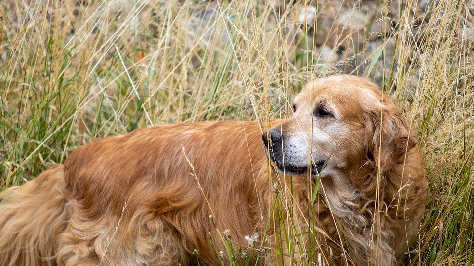 Are Golden Retrievers Good Hunting Dogs?